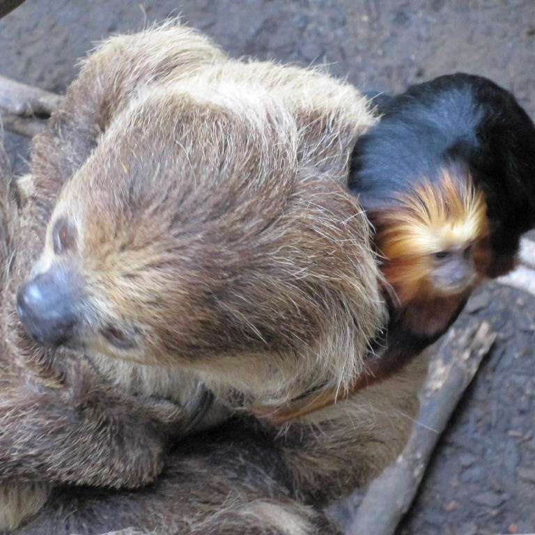 Tamarin hugging Sloth