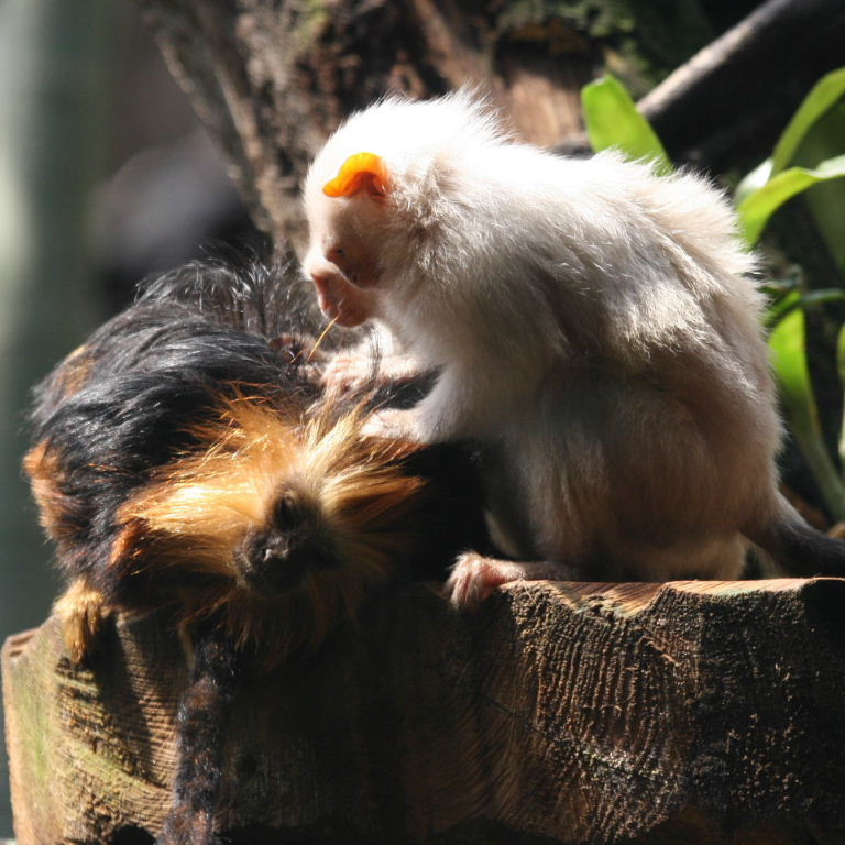 Marmosets grooming Tamarin