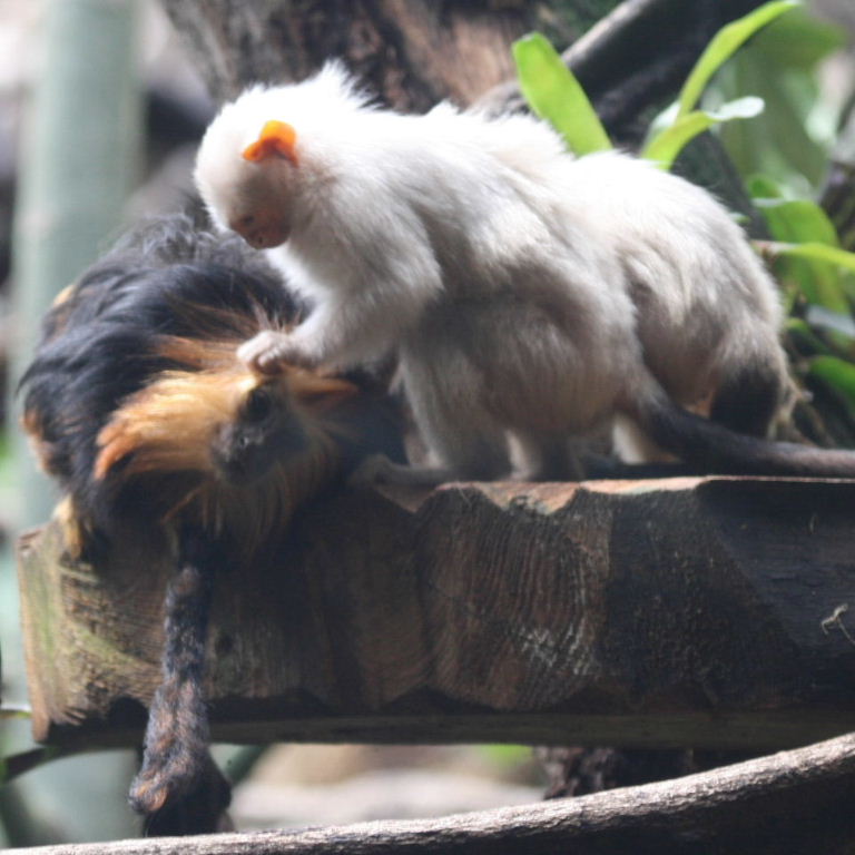 Marmosets grooming Tamarin