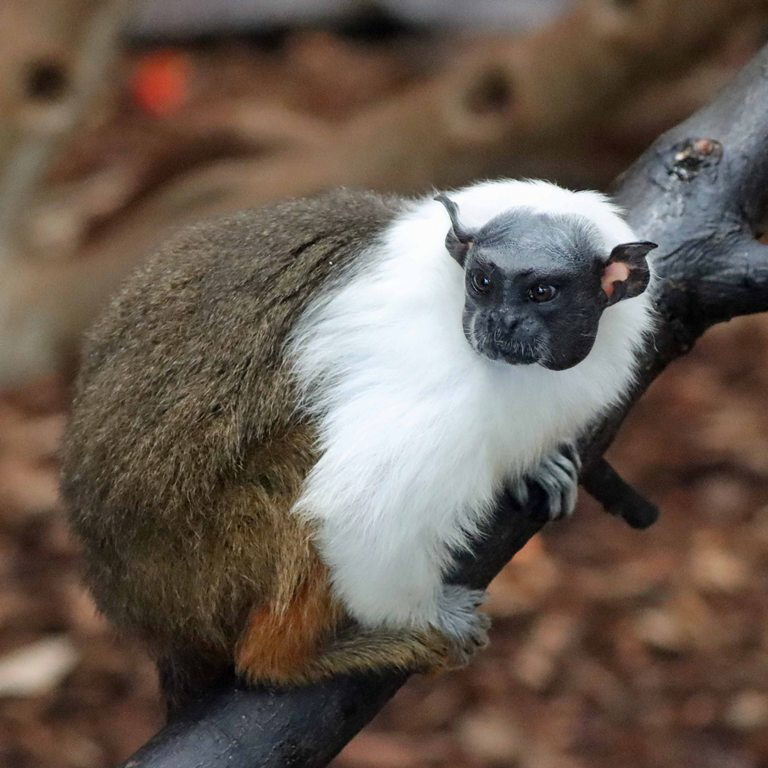 Pied Tamarin