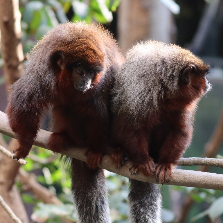 Red Titi Monkey