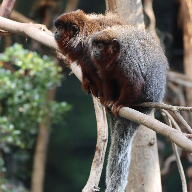 Red Titi Monkeys with tails entwined