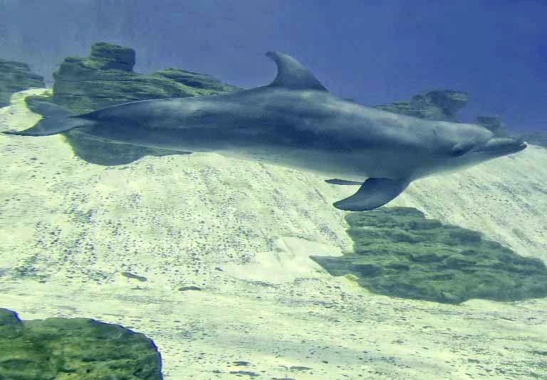 Indo-Pacific Bottlenose Dolphin