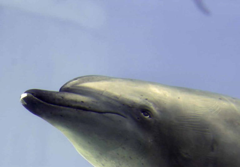 Indo-Pacific Bottlenose Dolphin
