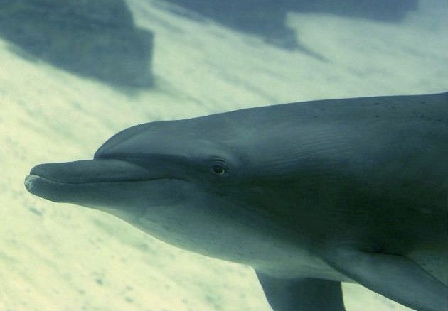 Indo-Pacific Bottlenose Dolphin