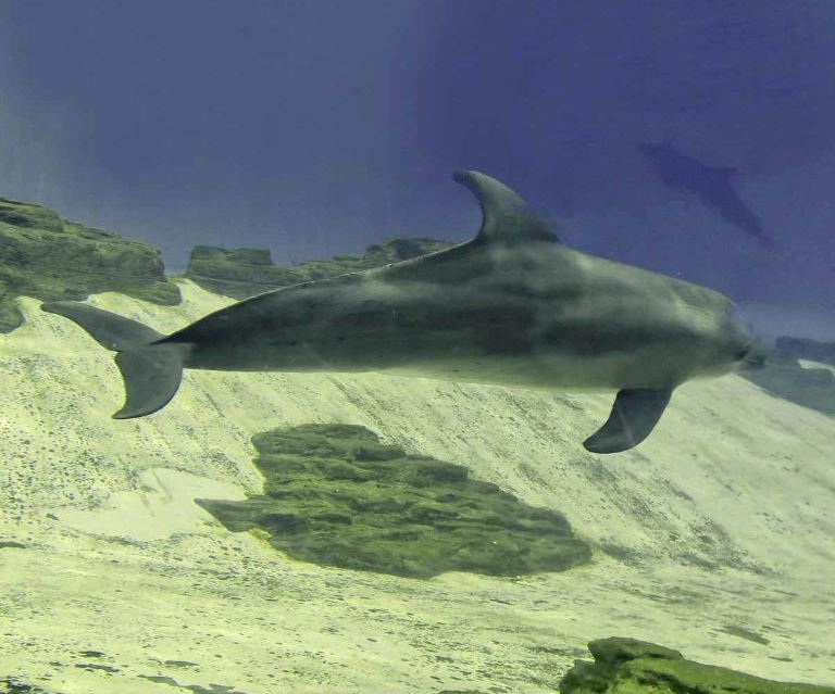 Indo-Pacific Bottlenose Dolphin