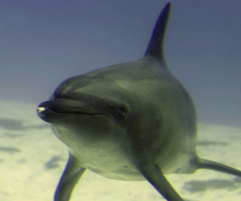 Indo-Pacific Bottlenose Dolphin