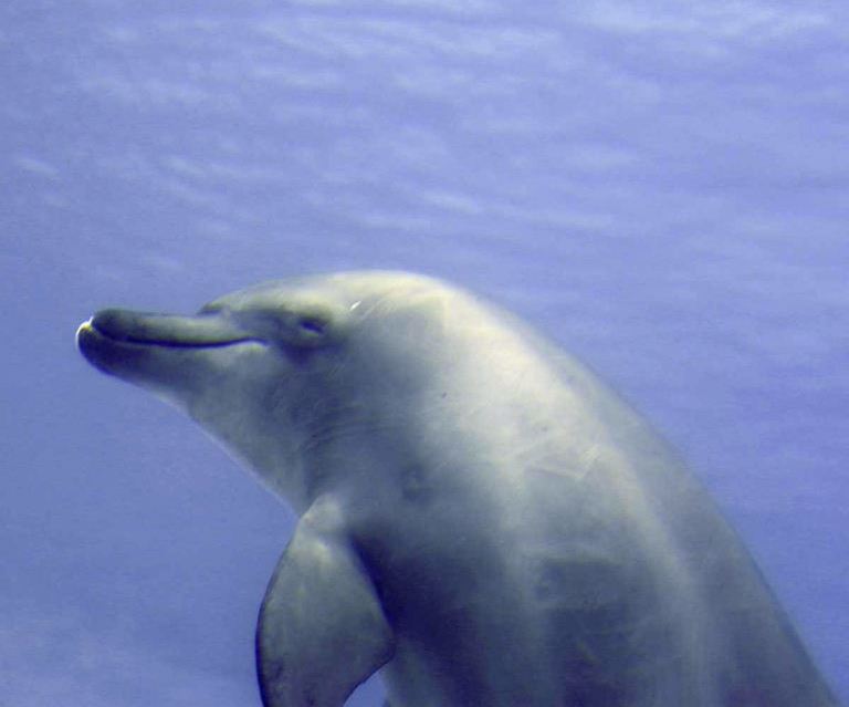 Indo-Pacific Bottlenose Dolphin