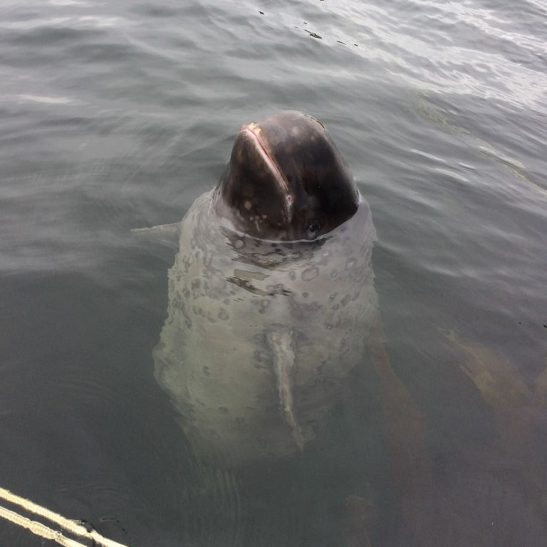 young Beluga whale