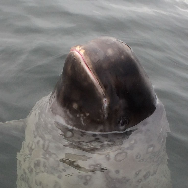 young Beluga whale head