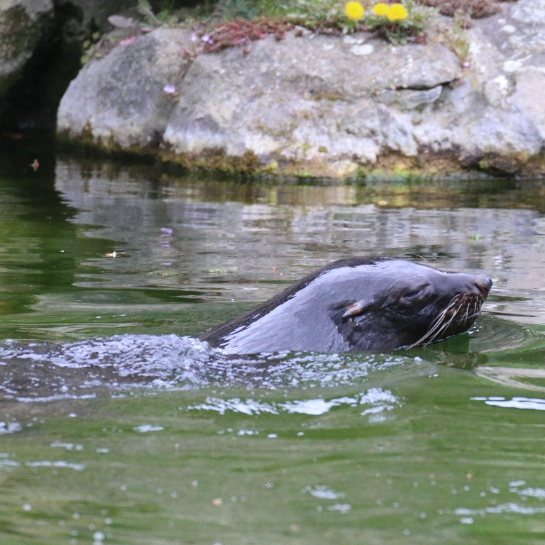 South African Fur Seal