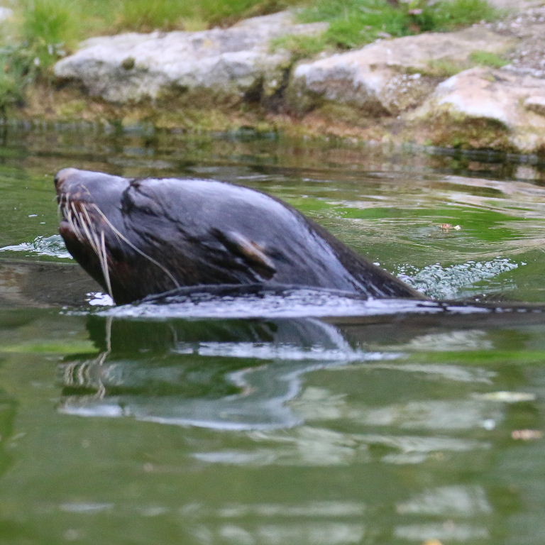 South African Fur Seal