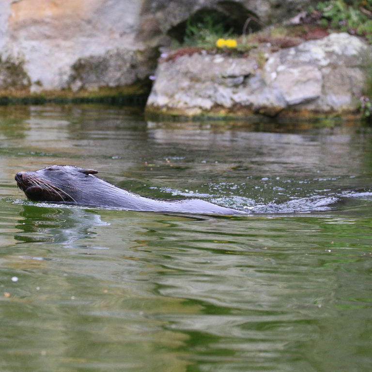 South African Fur Seal