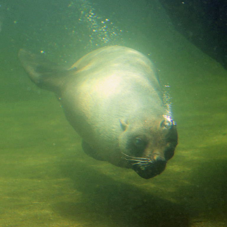 South African Fur Seal