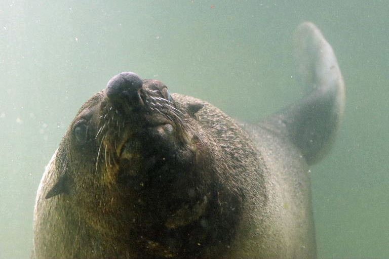 South African Fur Seals