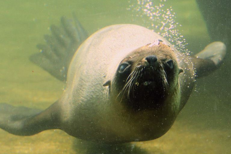 South African Fur Seal
