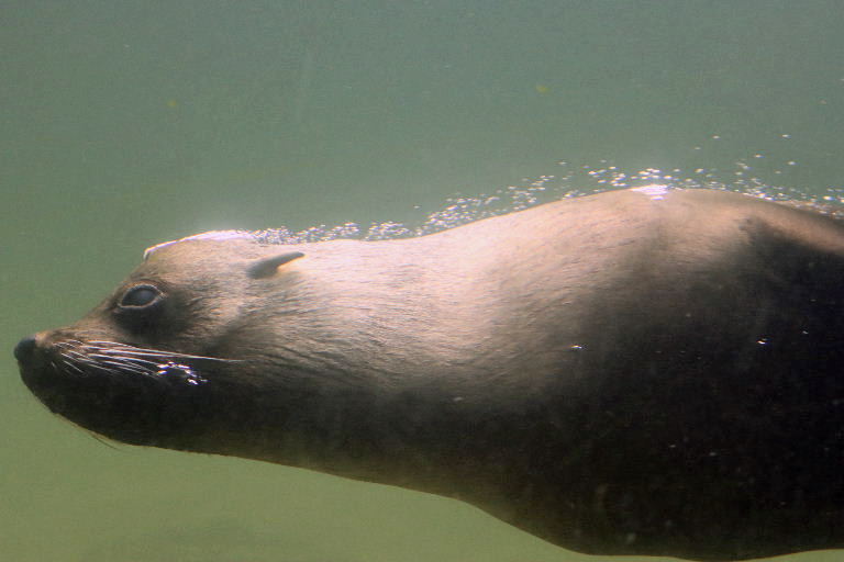 South African Fur Seal