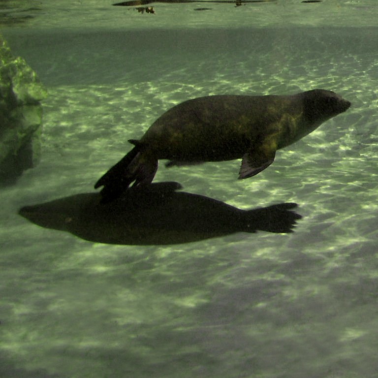 South African Fur Seals