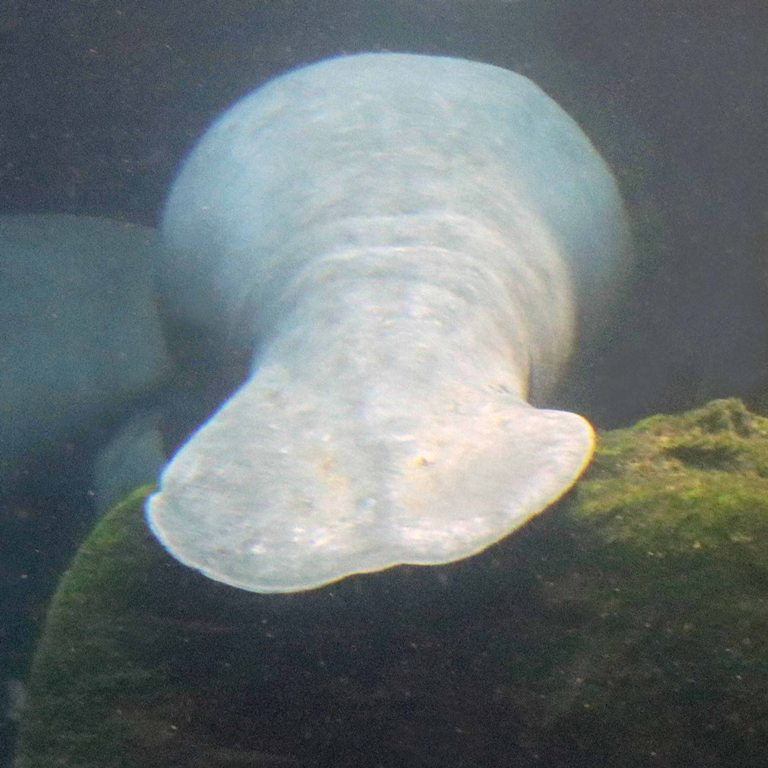 West Antillean Manatee