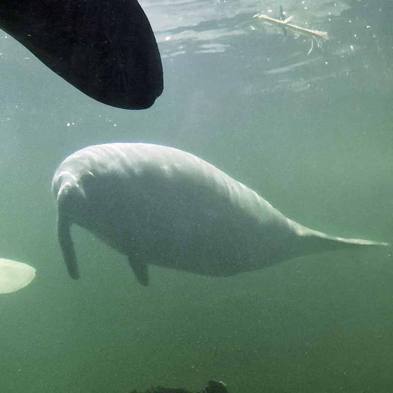 West Indian Manatee