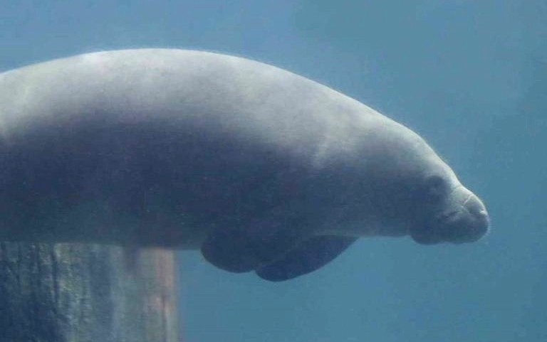 West Antillean Manatee