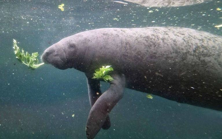 West Antillean Manatee