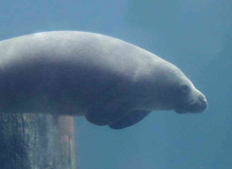 West Indian Manatee