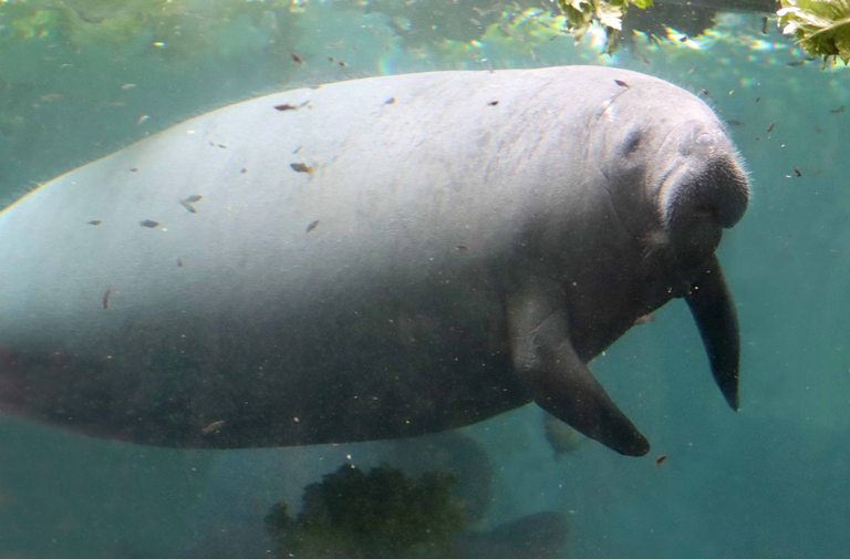 West Indian Manatee