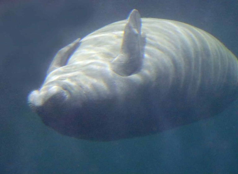 West Indian Manatee