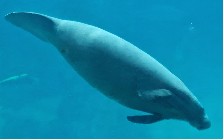 Antillean Manatee