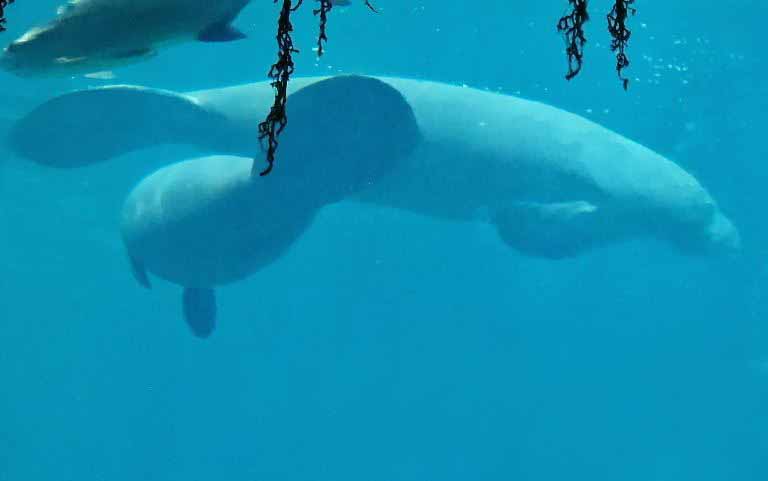 West Antillean Manatee