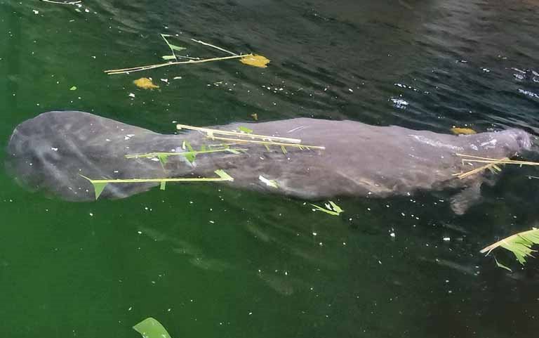 West Antillean Manatee