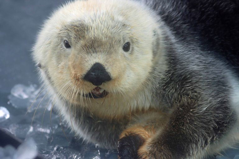 Sea Otter