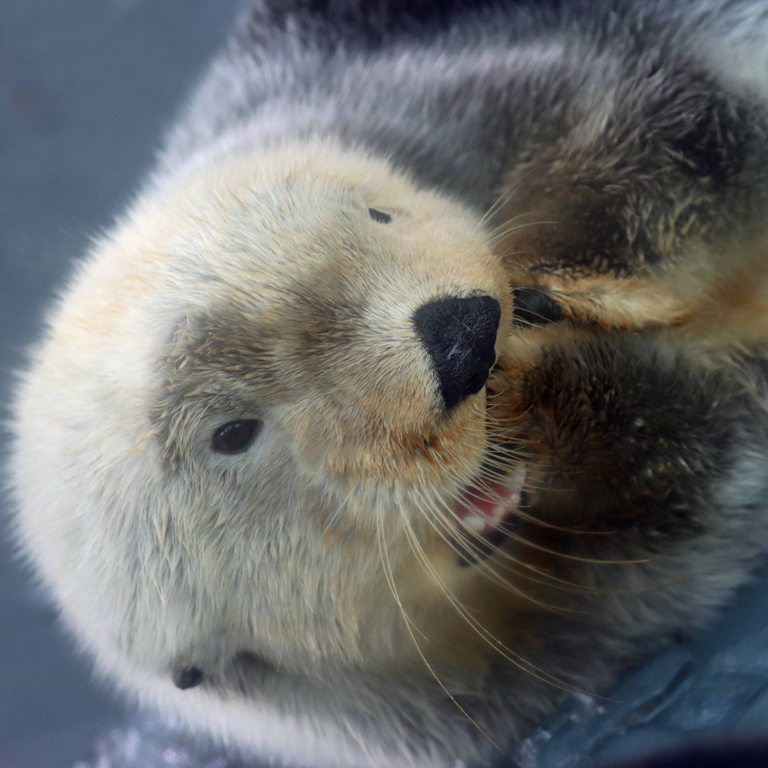 Sea Otter