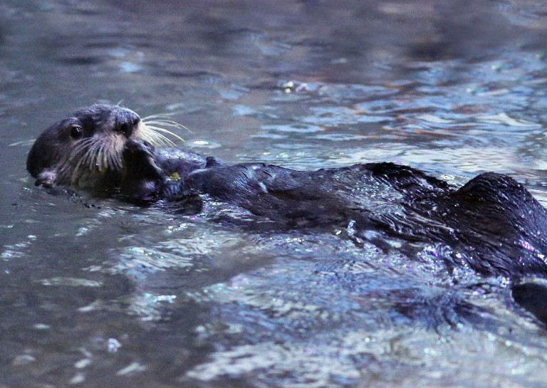 Sea Otter
