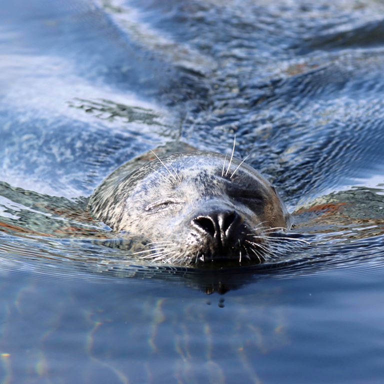 Common Seal