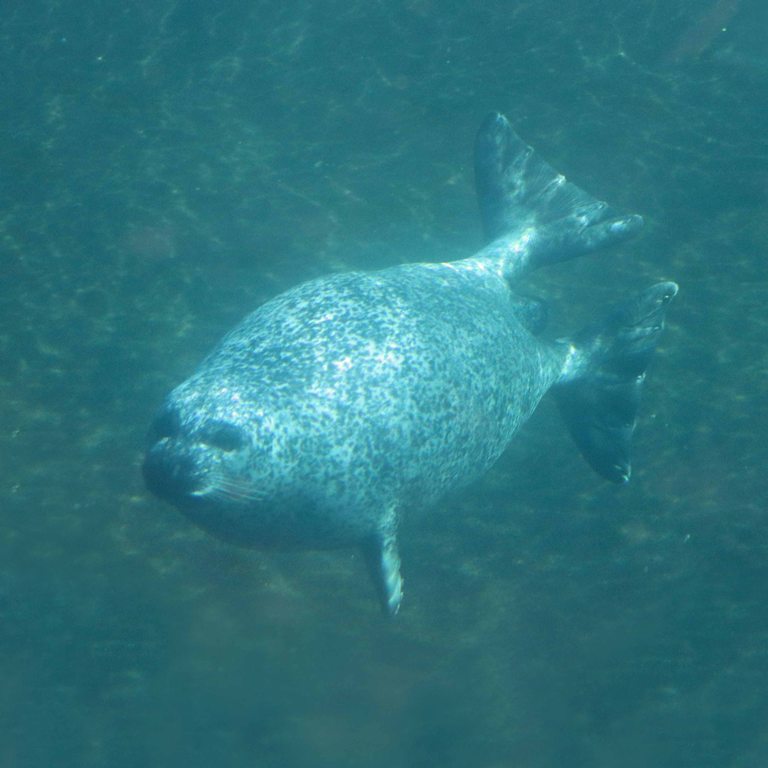 Common Seal