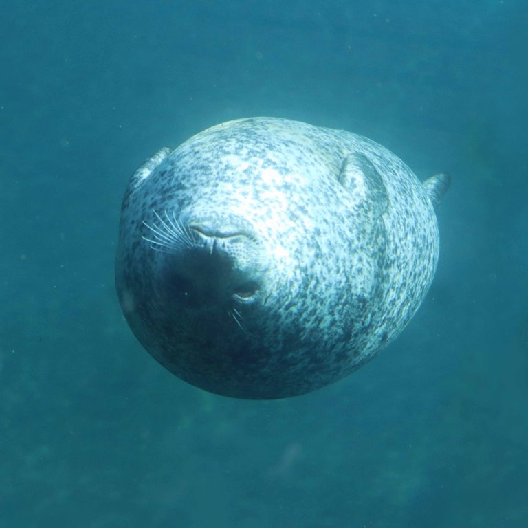 Harbour Seal