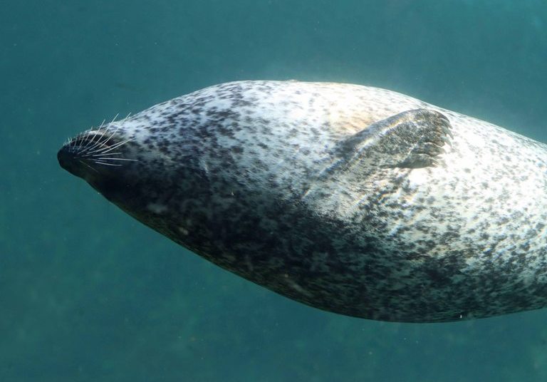 Harbour Seal