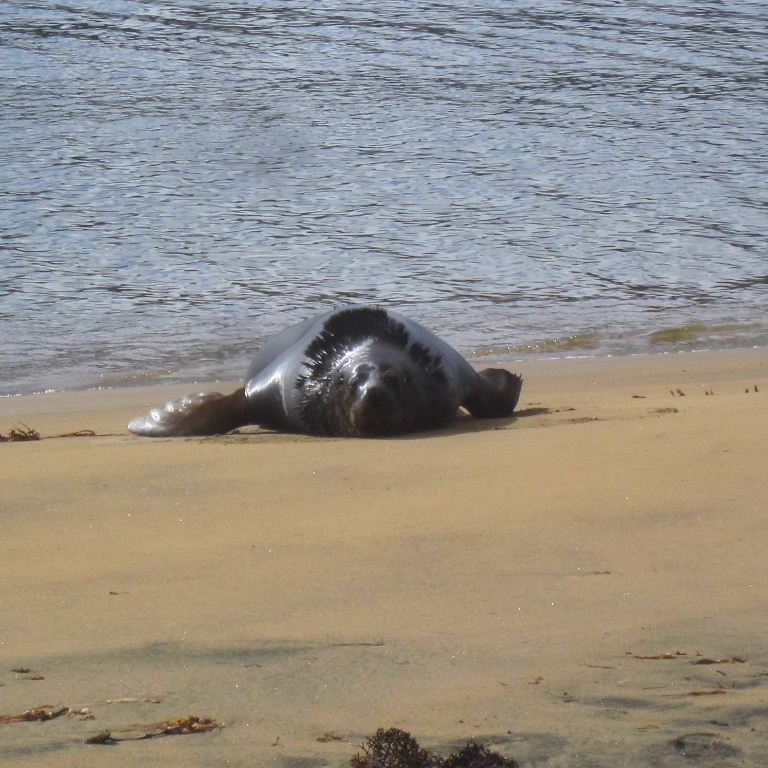 New Zealand Sea Lion