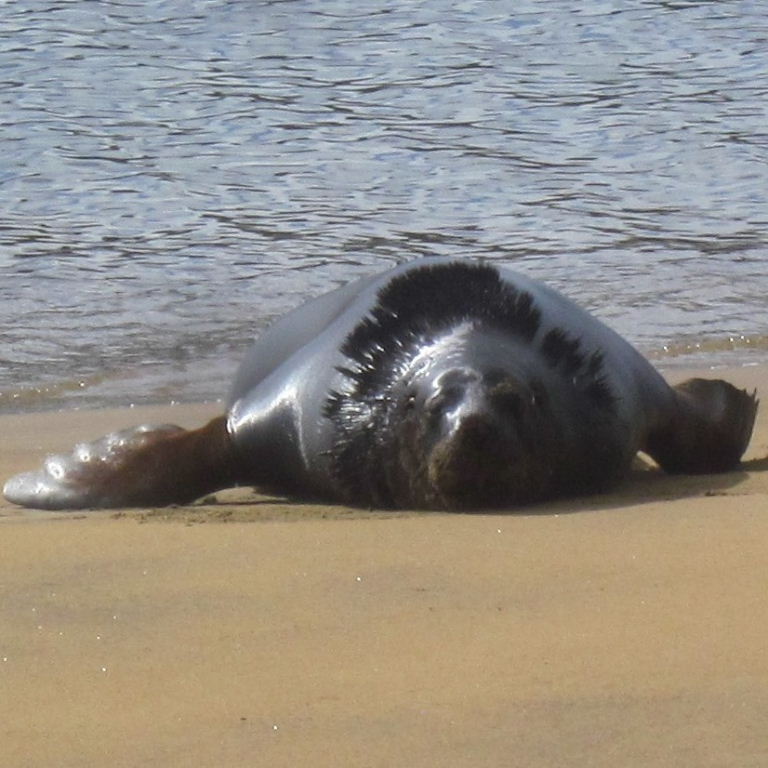 New Zealand Sea Lion