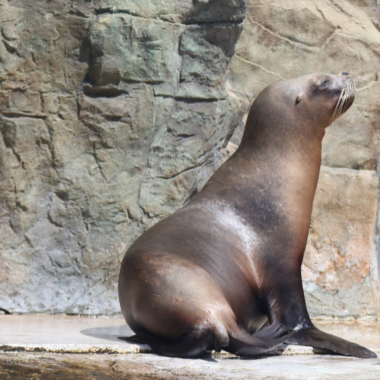 Patagonian Sea Lion