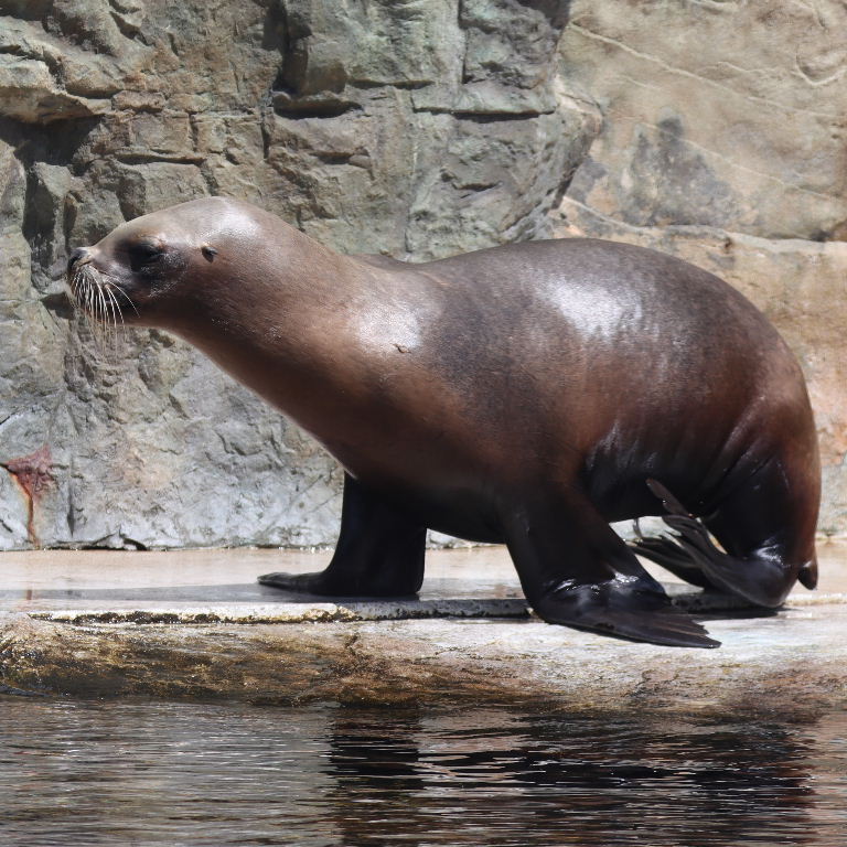 Patagonian Sea Lion