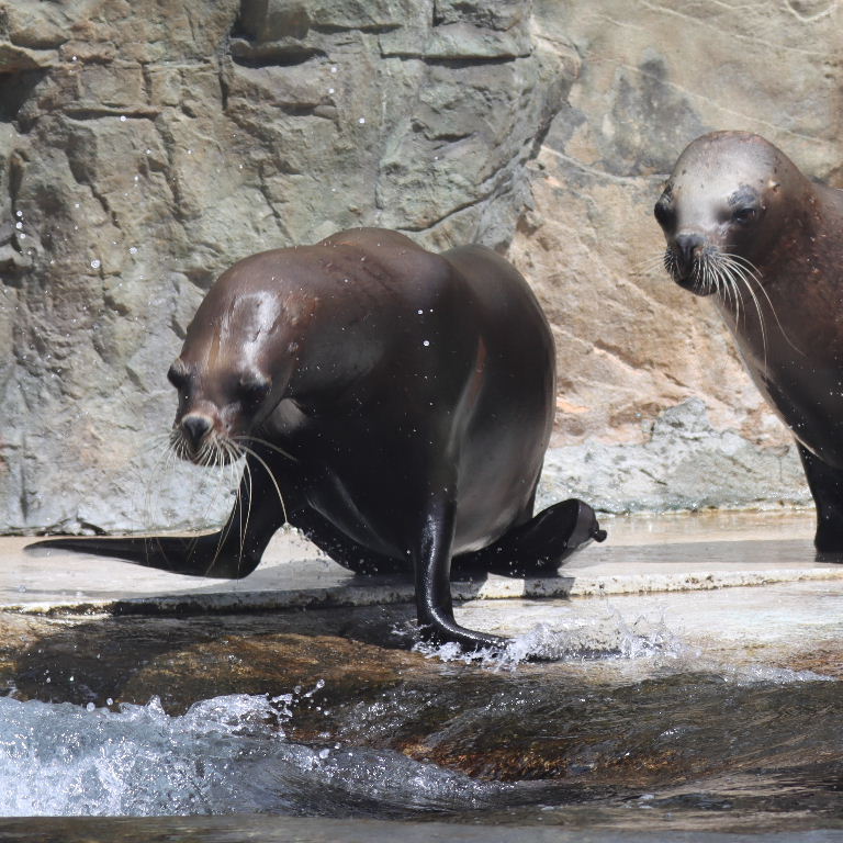 Patagonian Sea Lion