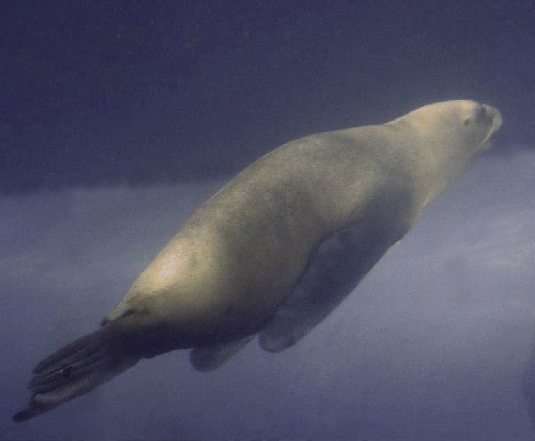 Patagonian Sea Lion