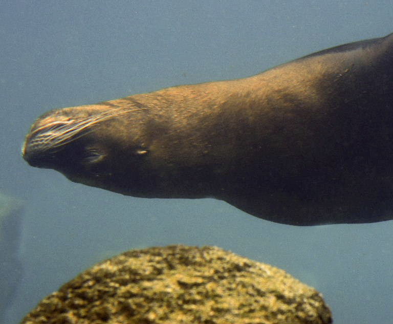 Patagonian Sea Lion