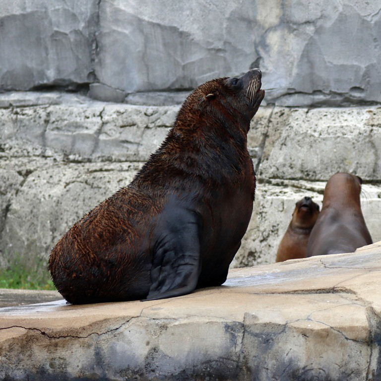 Patagonian Sea Lion