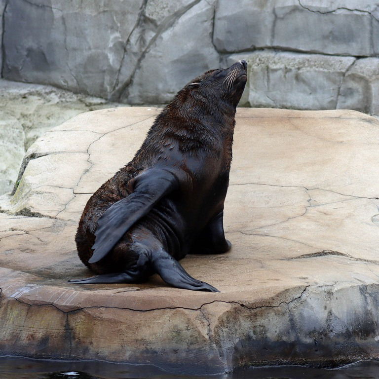 Patagonian Sea Lion