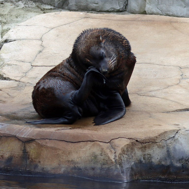 Patagonian Sea Lion
