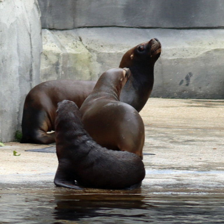 Southern Sea Lion